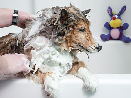 Sheltie Dog Bath